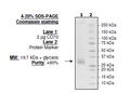 CD70, His-tag (Human) Recombinant – Figure 1 of 1