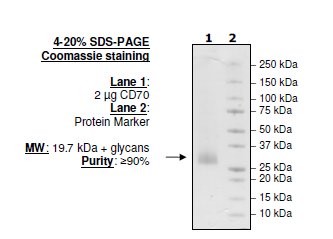 CD70, His-tag (Human) Recombinant – Figure 1 of 1
