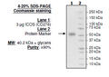 ICOS (CD278), Fc fusion (Human) Recombinant – Figure 1 of 1
