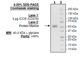ICOS (CD278), Fc fusion (Human) Recombinant – Figure 1 of 1