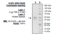 TIM-3, FLAG-tag (Human) Recombinant – Figure 1 of 1