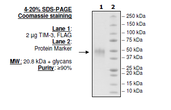 TIM-3, FLAG-tag (Human) Recombinant – Figure 1 of 1