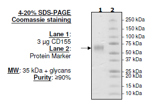CD155 (PVR), His-tag (Human) Recombinant – Figure 1 of 2