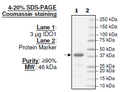 IDO1, His-tag Recombinant – Figure 1 of 2