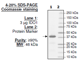 IDO1, His-tag Recombinant – Figure 1 of 2