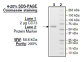 CD73, His-Tag (Human) Recombinant – Figure 1 of 2
