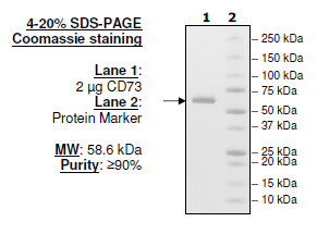 CD73, His-Tag (Human) Recombinant – Figure 1 of 2