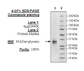 OX40L (CD252), His-tag (Human) Recombinant – Figure 1 of 2