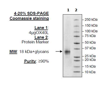 OX40L (CD252), His-tag (Human) Recombinant – Figure 1 of 2