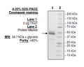 TIGIT, Fc Fusion (Human) Recombinant – Figure 1 of 1