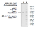 CD44, Fc fusion (Human) Recombinant – Figure 1 of 1