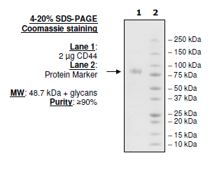 CD44, Fc fusion (Human) Recombinant – Figure 1 of 1