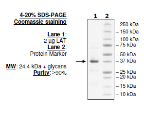 LAT, His-tag (Human) Recombinant – Figure 1 of 1