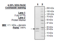 GITRL, His-tag (Human) Recombinant – Figure 1 of 2