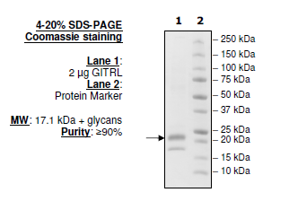 GITRL, His-tag (Human) Recombinant – Figure 1 of 2