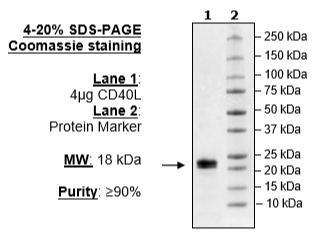 CD40L (CD154), His-tag (Human) Recombinant – Figure 1 of 2