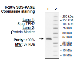 TPH2, His-tag (Human) Recombinant – Figure 1 of 2