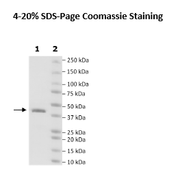 IDO2, His-tag Recombinant – Figure 1 of 2