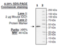 IDO1, His-tag (Mouse) Recombinant – Figure 1 of 1