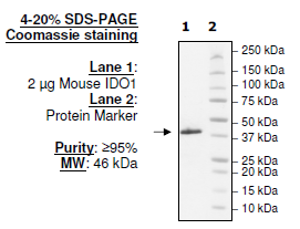 IDO1, His-tag (Mouse) Recombinant – Figure 1 of 1