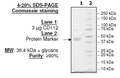 CD112, His-tag (Human) HiP™ Recombinant – Figure 1 of 1