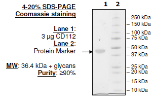 CD112, His-tag (Human) HiP™ Recombinant – Figure 1 of 1