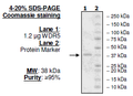 WDR5, His-tag Recombinant – Figure 1 of 1