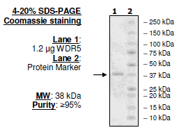 WDR5, His-tag Recombinant – Figure 1 of 1