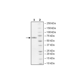Ash2L, His-tag Recombinant – Figure 1 of 1