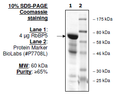RbBP5, His-tag Recombinant – Figure 1 of 1