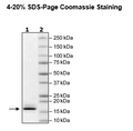 DPY30, His-tag Recombinant – Figure 1 of 1