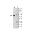 PCSK9, His-tag Recombinant – Figure 1 of 3
