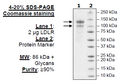 LDLR, FLAG-tag Recombinant – Figure 1 of 2