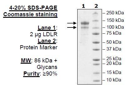 LDLR, FLAG-tag Recombinant – Figure 1 of 2