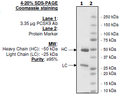 Anti-PCSK9 Neutralizing Antibody – Figure 1 of 6