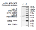 MYLIP/IDOL, His-FLAG-tag Recombinant – Figure 1 of 1