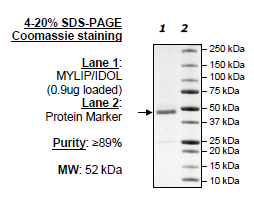 MYLIP/IDOL, His-FLAG-tag Recombinant – Figure 1 of 1