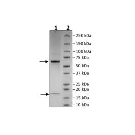 PCSK9(D374T), Biotin-labeled, HiP™ Recombinant – Figure 1 of 5
