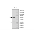 Anti-PD-L1 Neutralizing Antibody, Biotin-Labeled – Figure 1 of 2