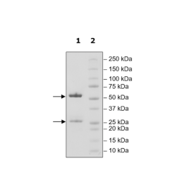 Anti-PD-L1 Neutralizing Antibody, Biotin-Labeled – Figure 1 of 2