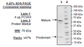 PCSK9, His-Avi-Tag (Rat) Recombinant – Figure 1 of 1