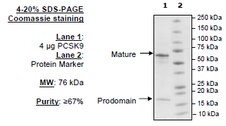 PCSK9, His-Avi-Tag (Rat) Recombinant – Figure 1 of 1