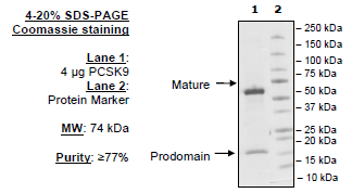 PCSK9, His-Avi-Tag (Mouse) Recombinant – Figure 1 of 1