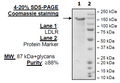 LDLR, FLAG-Avi-Tag (Mouse) Recombinant – Figure 1 of 1