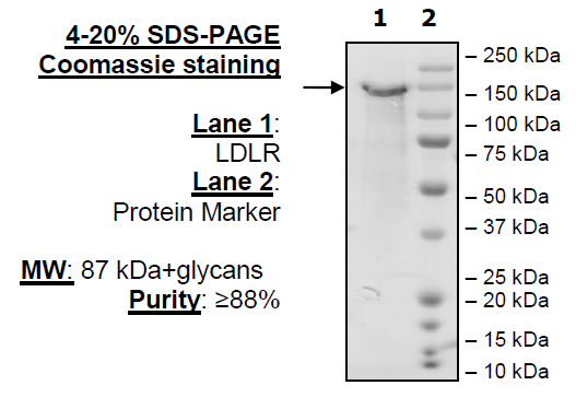 LDLR, FLAG-Avi-Tag (Mouse) Recombinant – Figure 1 of 1
