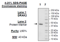 DRAK2 Recombinant – Figure 1 of 2