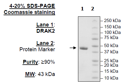 DRAK2 Recombinant – Figure 1 of 2