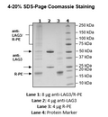 FluoSite™ Anti-LAG3 Antibody, PE-Labeled – Figure 1 of 2