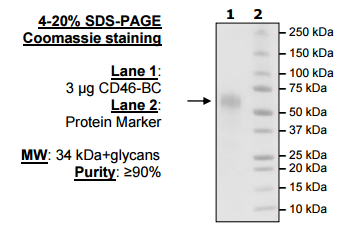 CD46-BC, His-tag (Human) Recombinant – Figure 1 of 1