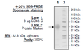 CD46-C, His-tag (Human) Recombinant – Figure 1 of 1